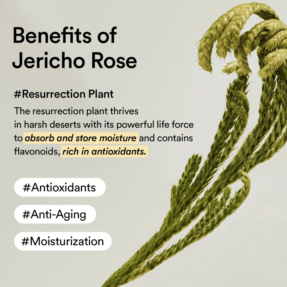 A planta Jericho Rose – uma fonte natural de antioxidantes e hidratação. Ajuda a pele a manter a elasticidade e a resistir aos sinais de envelhecimento.