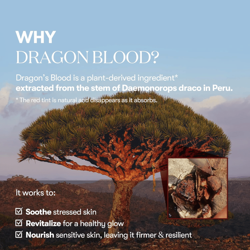 Ilustração da árvore Dragon’s Blood (Daemonorops draco) no Peru, ingrediente no VT Red Booster Reedle Shot 100 que acalma a pele estressada, fortalece a barreira da pele e proporciona um brilho saudável.
